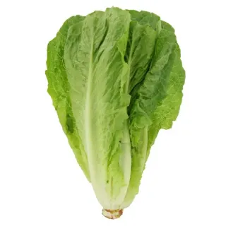 Fresh Romaine Lettuce, Each
