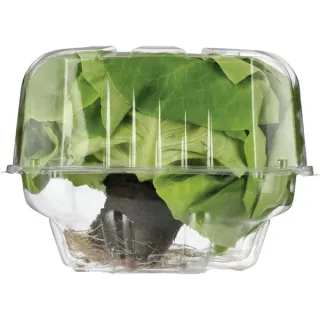Fresh Butter Lettuce, Each
